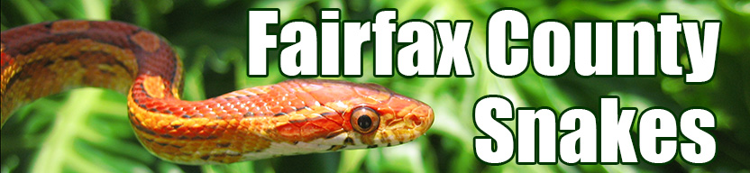 Fairfax County snake